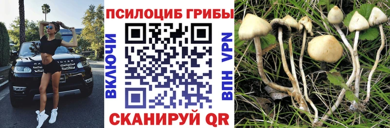 Галлюциногенные грибы Psilocybe  mega маркетплейс  Волжский 